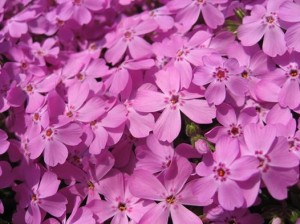 芝桜が満開