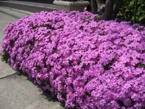 芝桜が満開