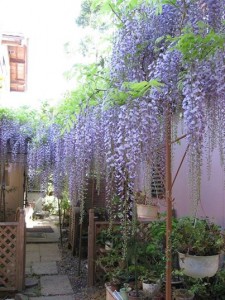 武蔵屋本店藤の花