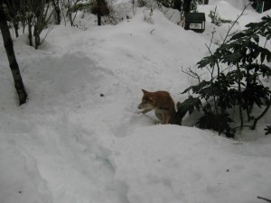 記録的な大雪