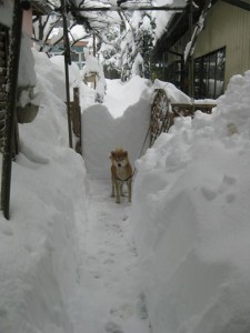 記録的な大雪