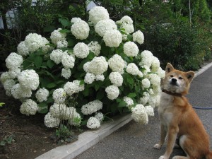 満開のアナベルと看板犬ケンタ