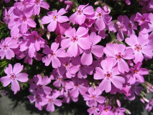 芝桜（本店店舗前）