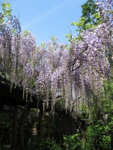 藤の花2015.4.28