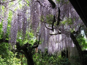 藤の花2015.5.2