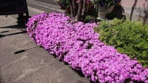 芝桜（店舗前）