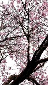 桜2021.3.22撮影